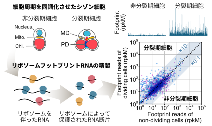 細胞増殖時に創られる全てのタンパク質を同定～単純な構造を持つ真核生物を用いたトランスラトーム解析～