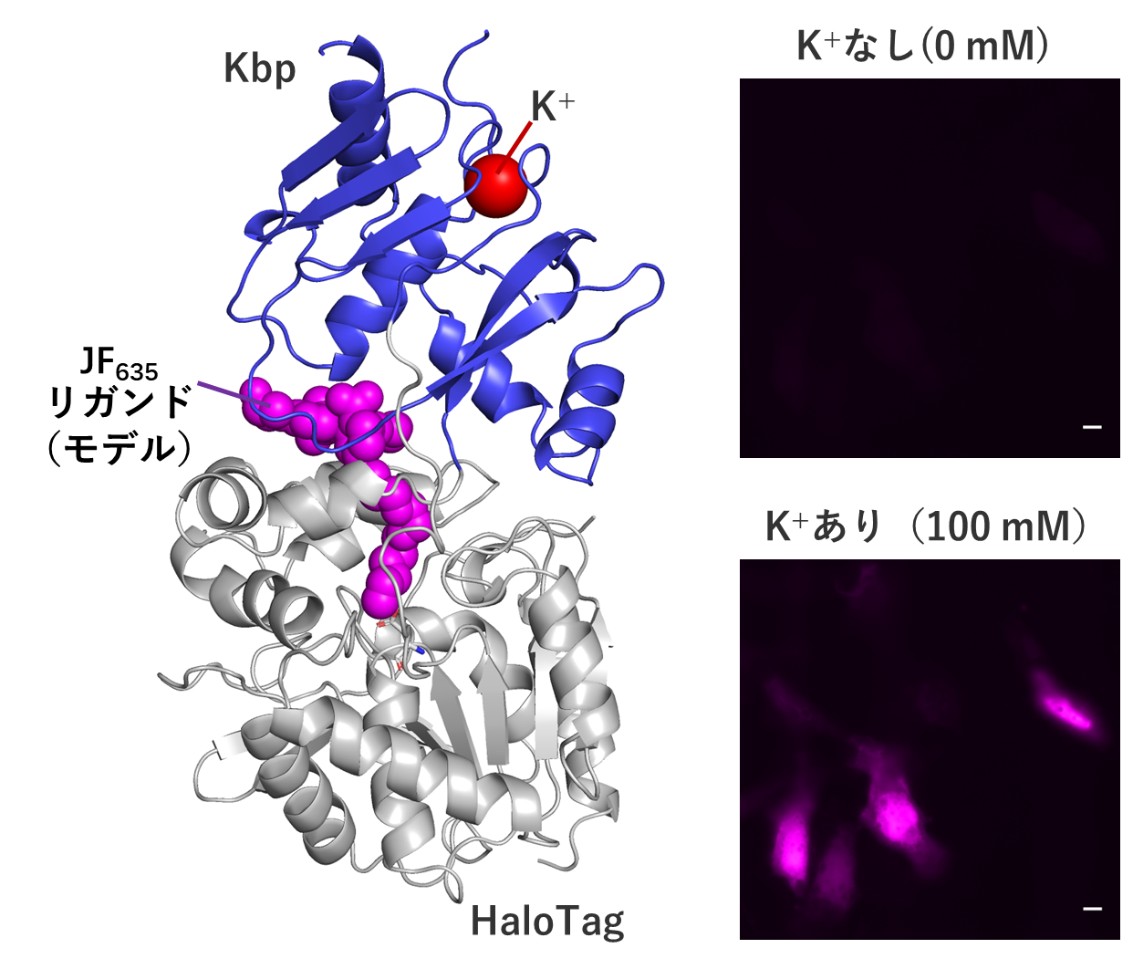 Illuminating K<sup>+</sup> ions using a dual approach in chemistry and biolog