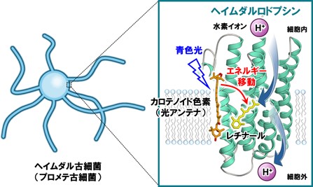 プロメテ古細菌から高感度な光駆動水素イオンポンプを発見