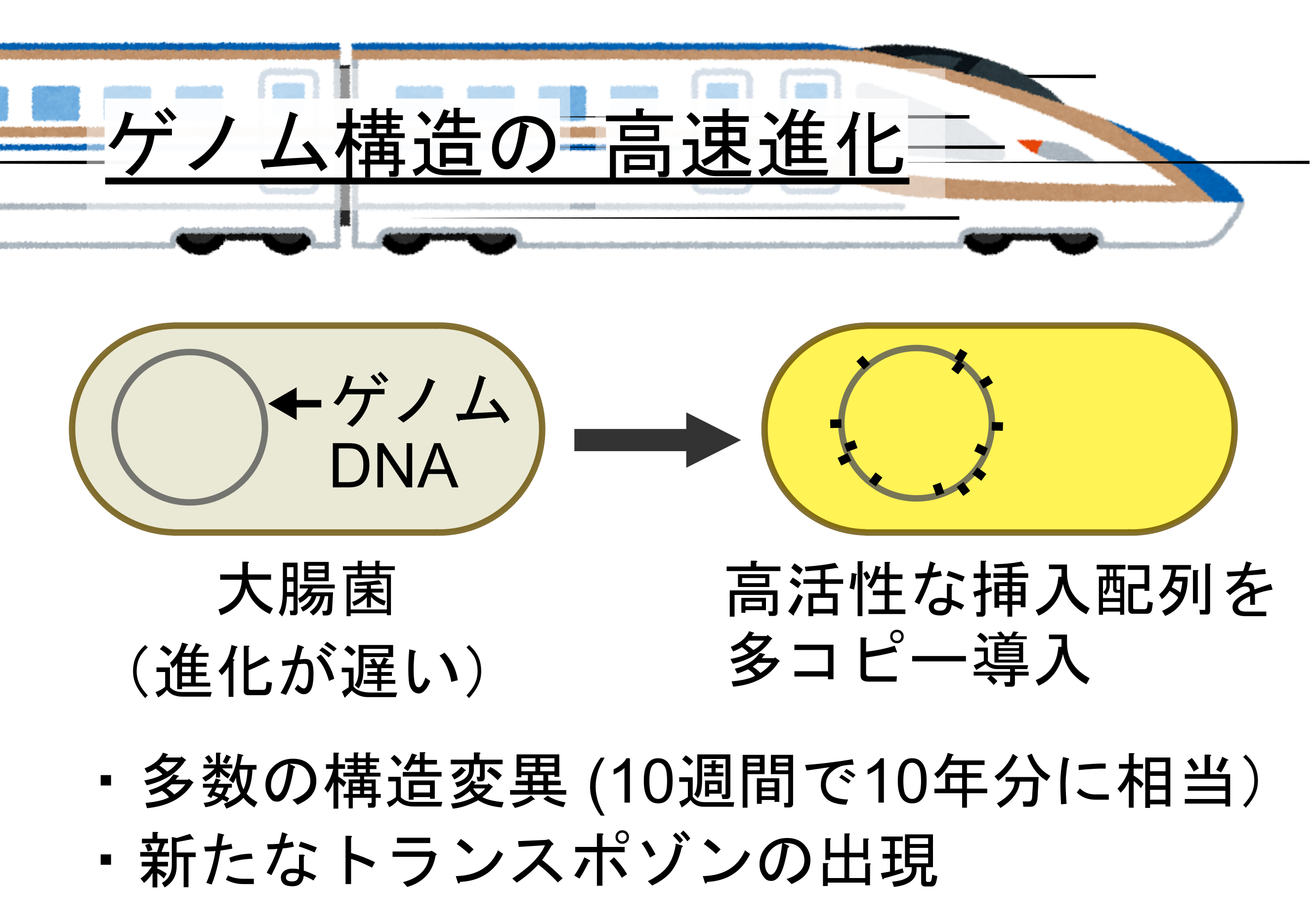 細菌のゲノム構造進化を実験室で観測