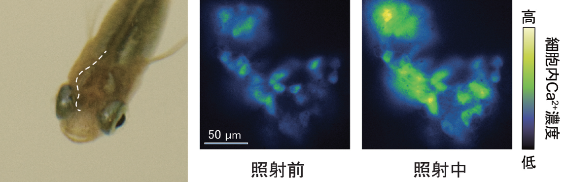 The mechanism by which fish directly sense light in the pituitary gland