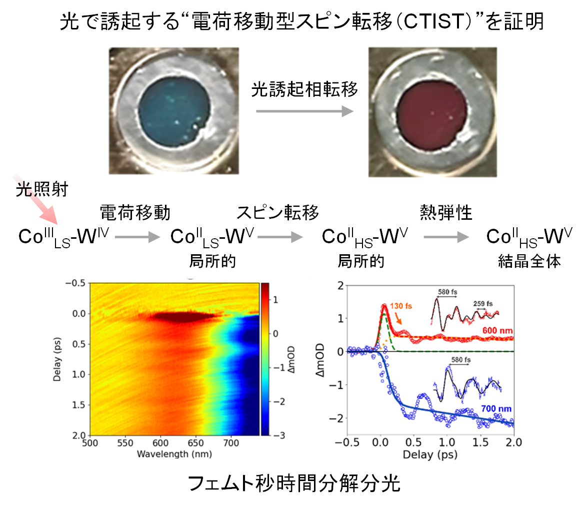 Ultrafast spectroscopy reveals the mechanism of the bright red-blue colour-changing phase transition!