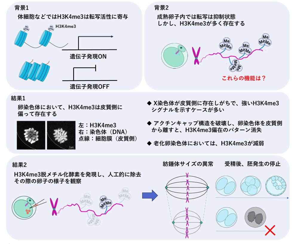 Discovery of a New Role for Histone Modification in Maintaining Chromosomal Integrity in Oocytes