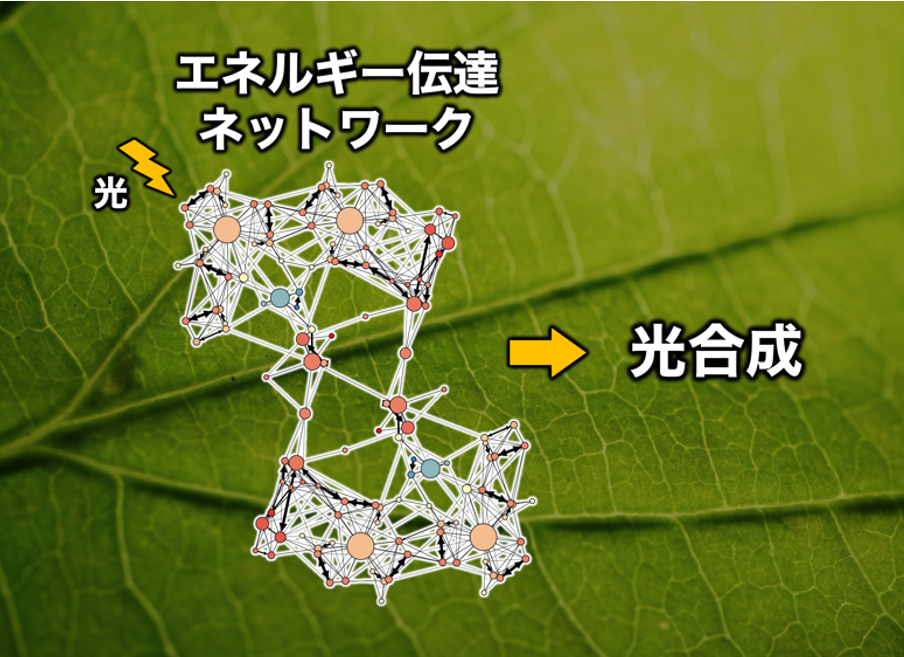 量子輸送ネットワーク解析により光合成を担うクロロフィルの組成の意義が明らかに