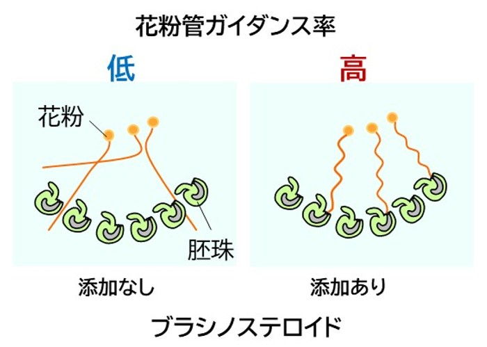 植物ステロイドホルモンの謎解明