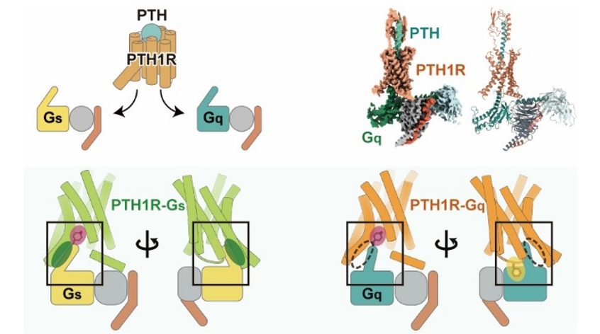 Elucidation of the G Protein Selectivity Mechanism of the Parathyroid Hormone Type 1 Receptor