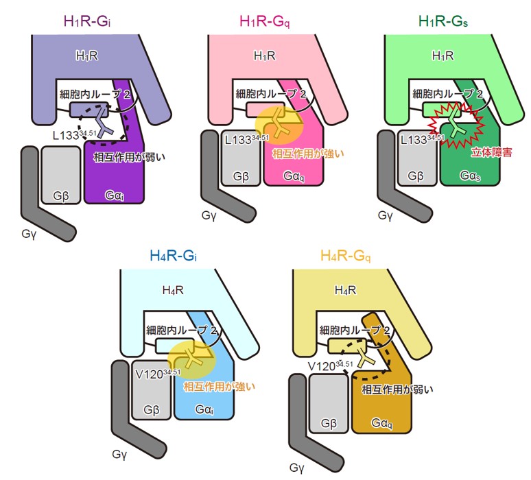 Elucidation of the Molecular Mechanisms Underlying G Protein Preferences across Histamine Receptors