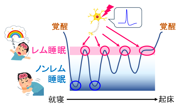 夢を生じるレム睡眠のスイッチを担う細胞の正体を解明～レム睡眠中ずっと活動する神経細胞、数十年の謎がついに明らかに～