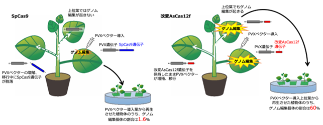 外来DNAをもたないゲノム編集植物作出を大幅に効率化