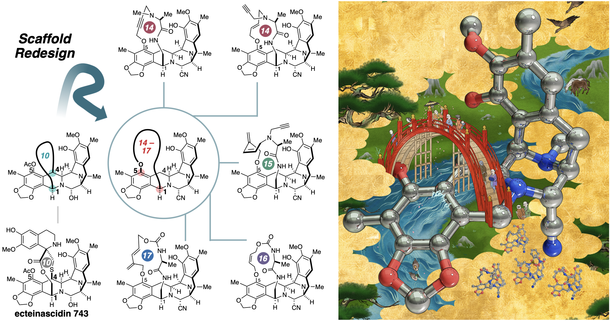 Redesigning Natural Product Scaffolds Opens New Avenues in Medium-Sized Macrocyclic Drug Discovery