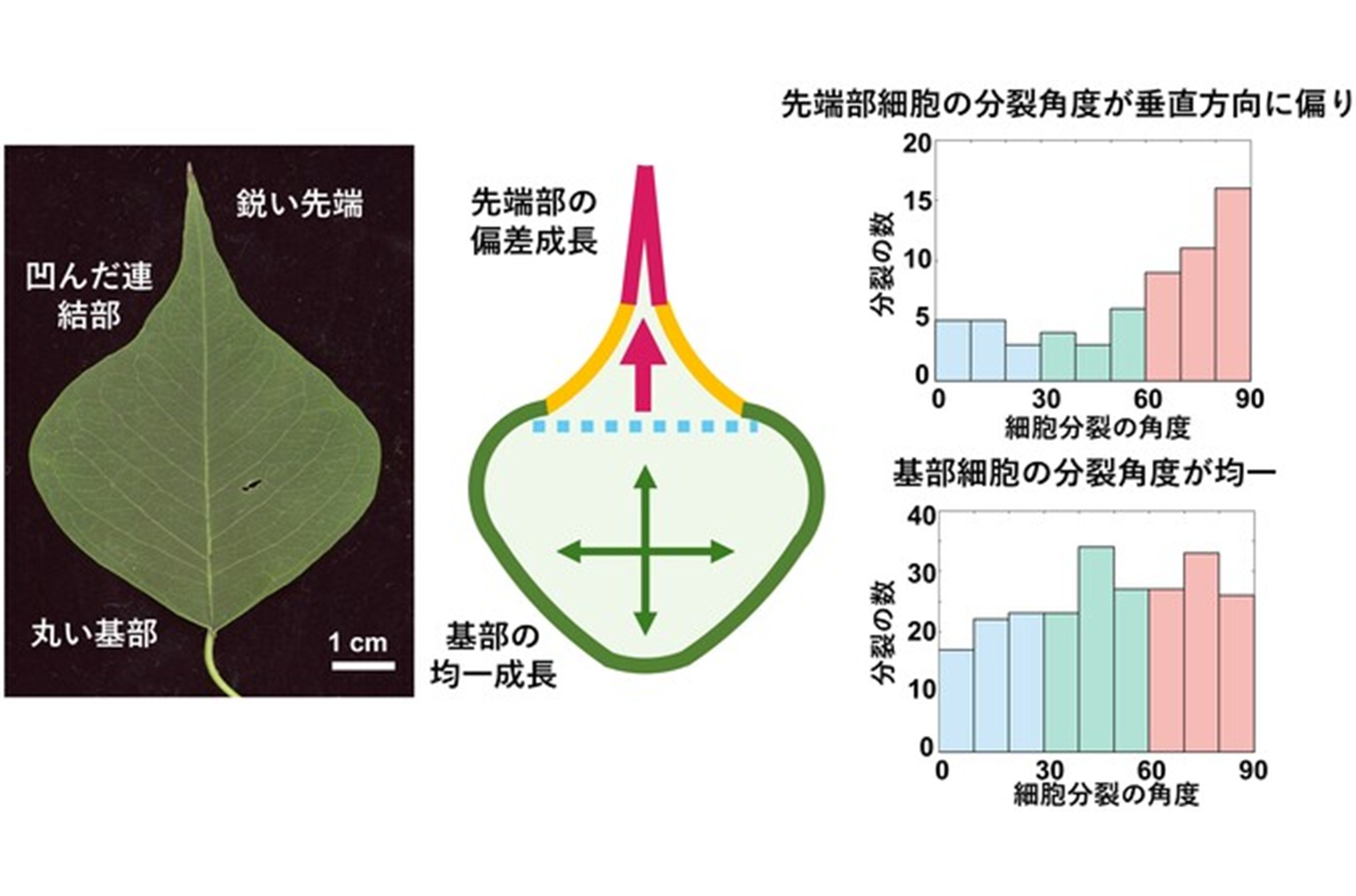 葉の尾状先端の発生機構の解明～葉先端と基部で異なる細胞分裂角度パターンが形態形成を制御～