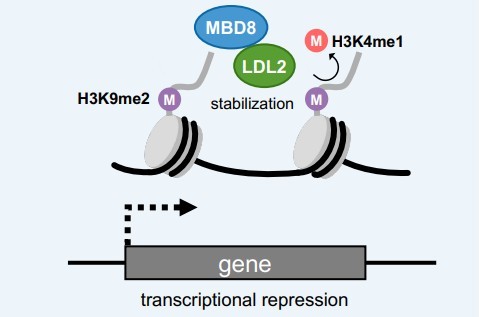 Discovery of a novel factor regulating transcriptional repression