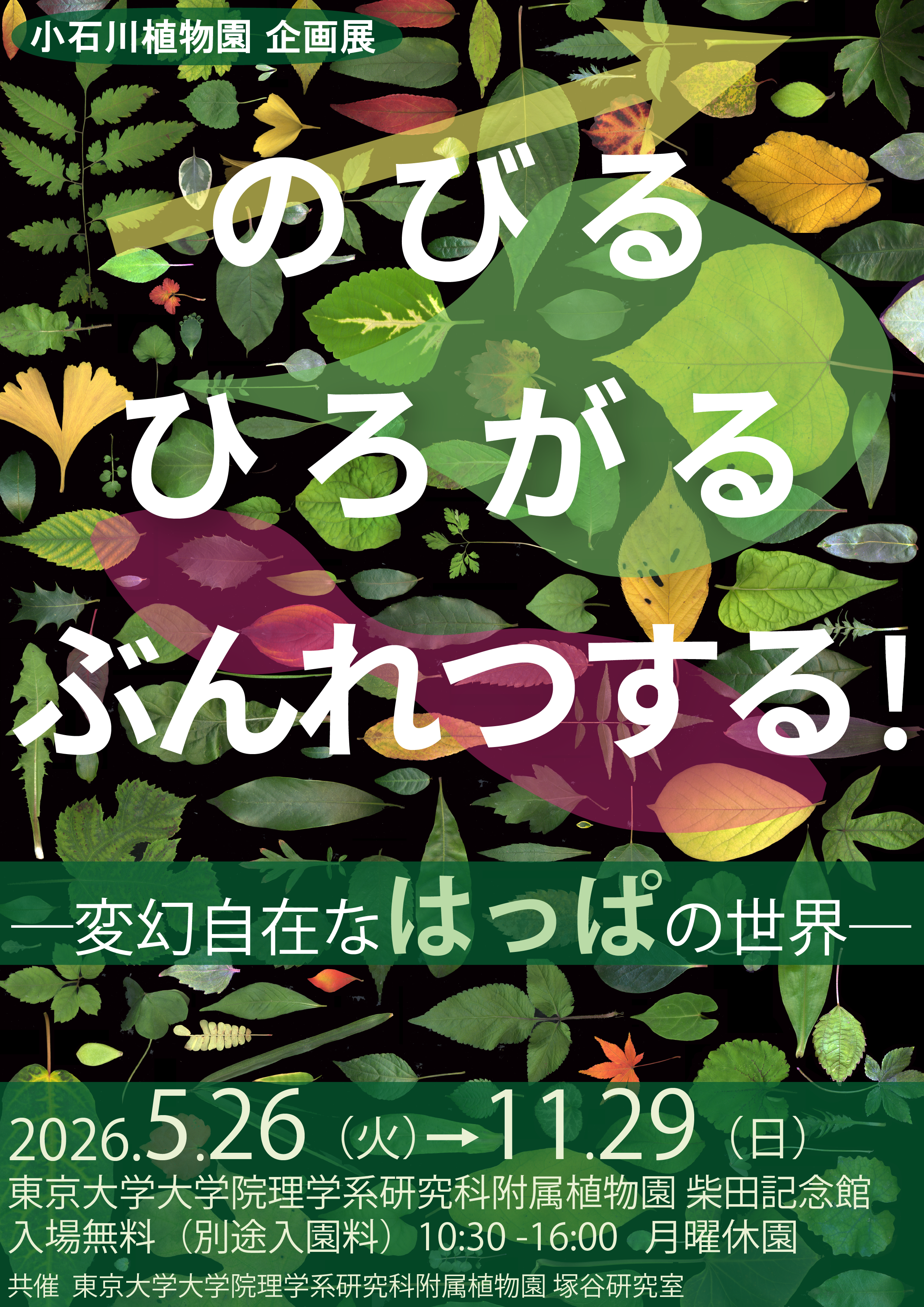 小石川植物園企画展「のびる ひろがる ぶんれつする!-変幻自在なはっぱの世界-」と関連企画(講演会・観察会)のお知らせ