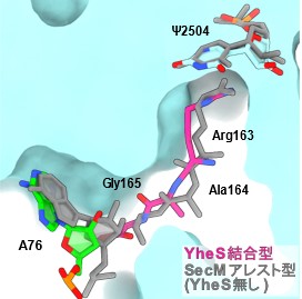 Elucidation of the mechanism for clearing blockages in the ribosomal tunnel