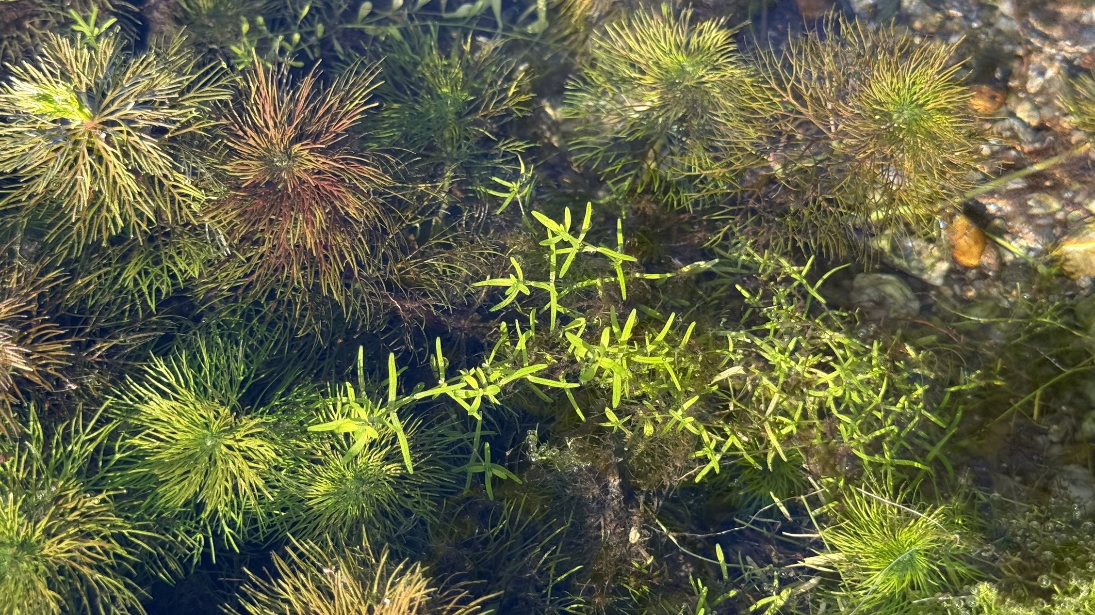 水草はなぜ水中で生きられるのか