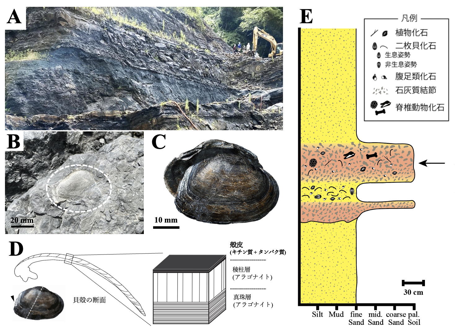 1億2000万年前の化石から生体高分子キチンを検出